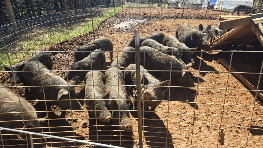 Heritage pigs at Hock Newberry Farm